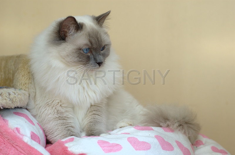 RAGDOLLS 034.jpg